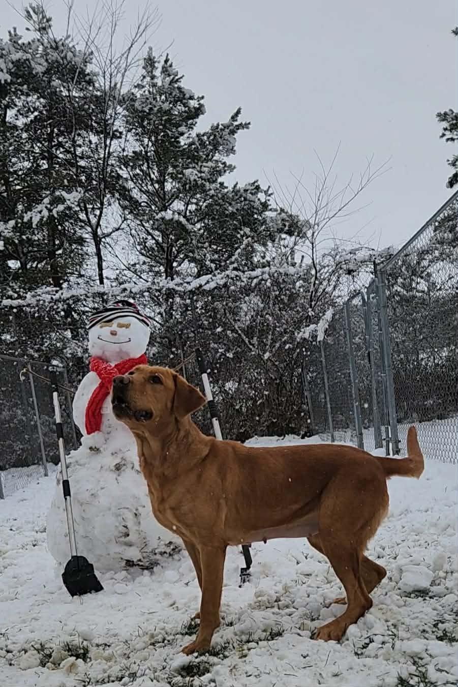 Cricket, an adopted Labrador Retriever in Caro, MI image 1/2