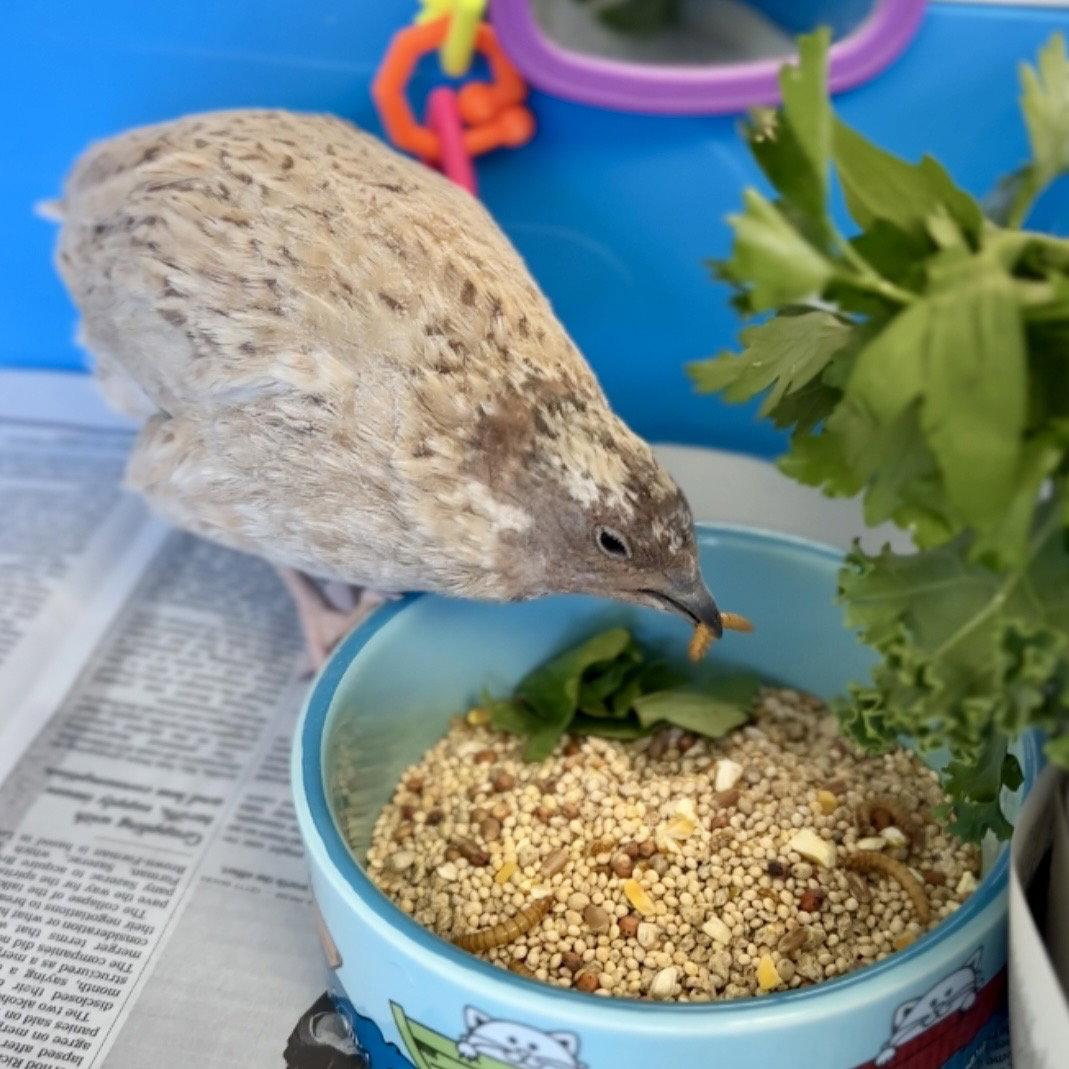 Enlarge Samwise, a Adoptable Quail in Burlingame, CA image 2/3