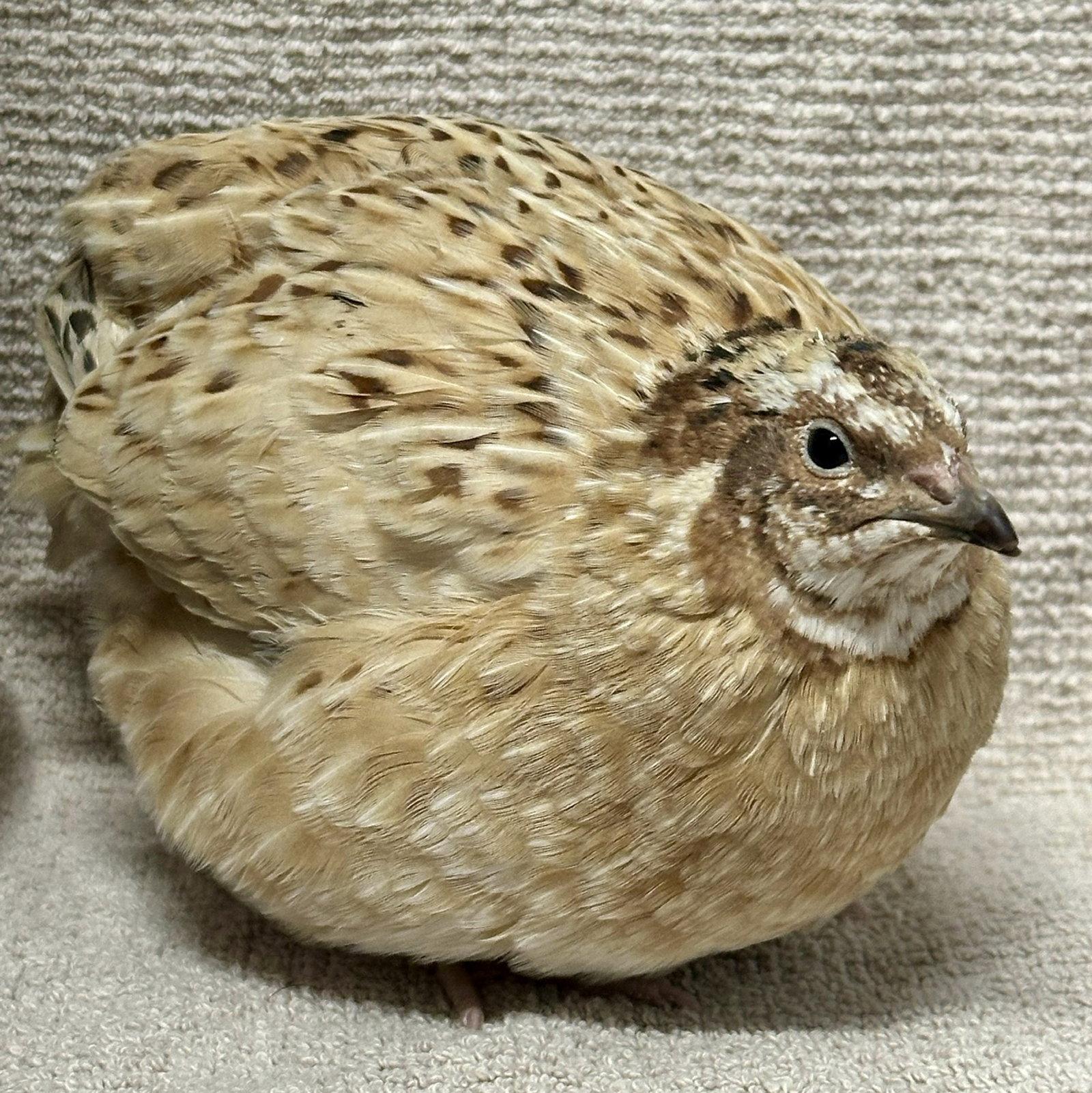Samwise, a Adoptable Quail in Burlingame, CA image 2/2