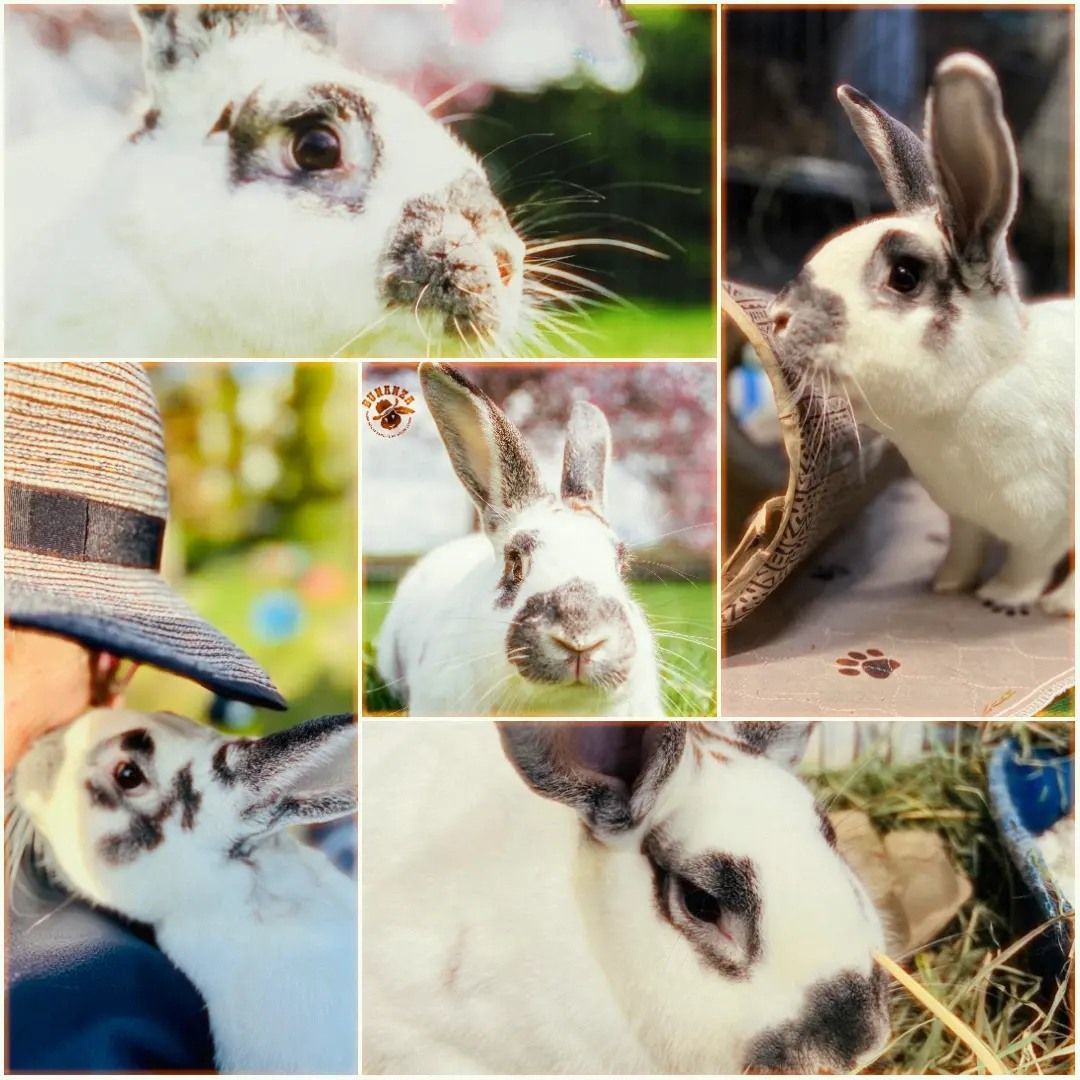 Valentino, a Adopted mixed breed in Ferndale, WA image 2/2