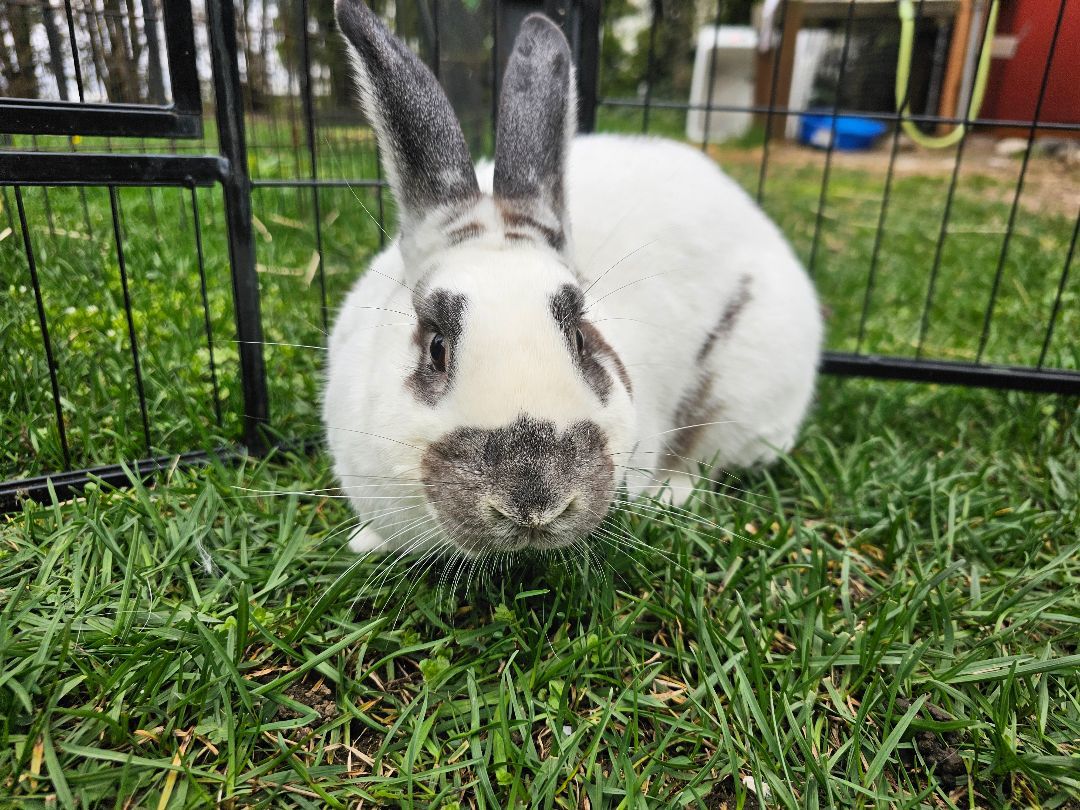 Valentino, Adopted, Adult Male Hotot & New Zealand.