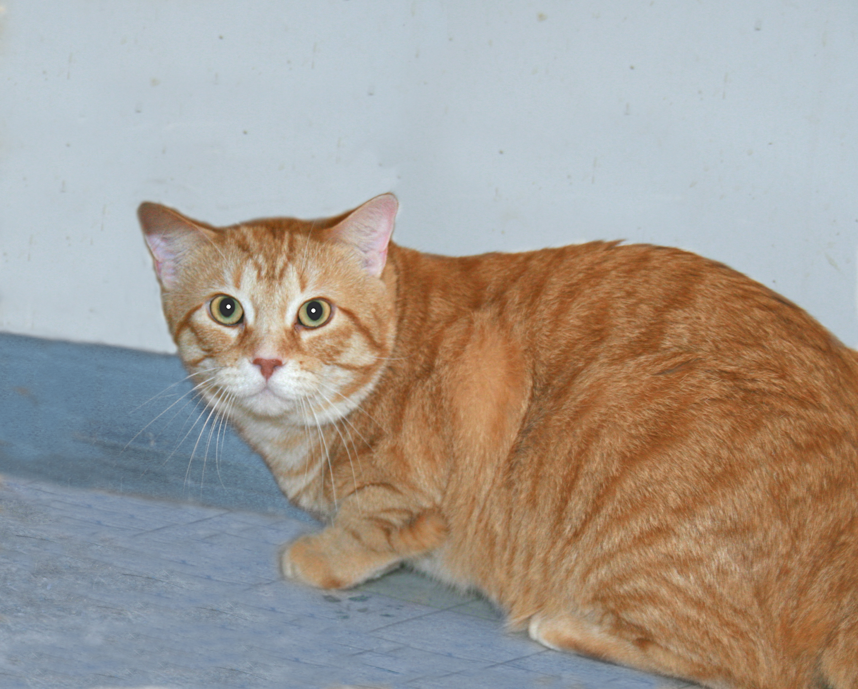 Sunshine, adoptable, Adult Male Tabby.
