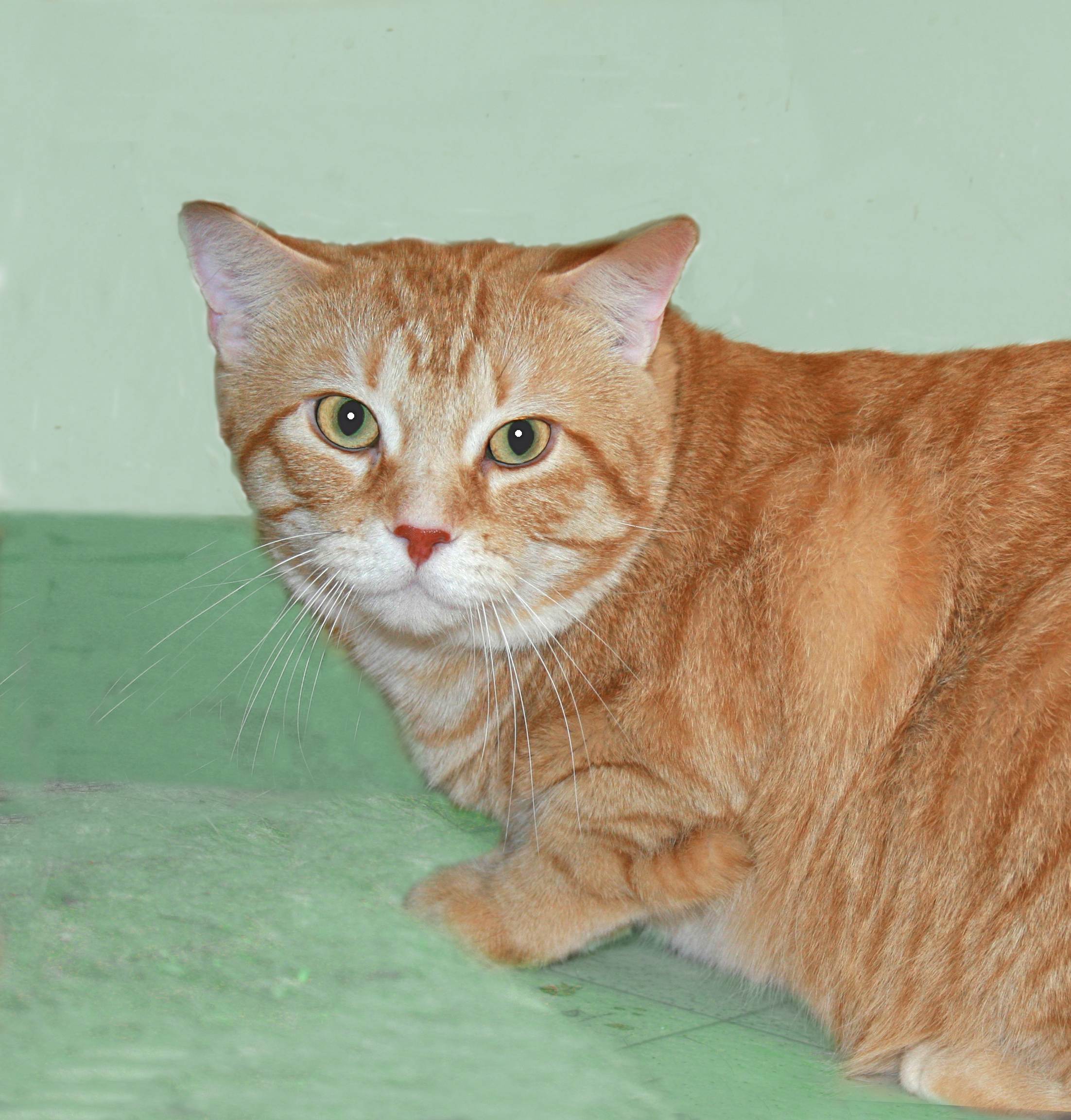 Enlarge Sunshine, an adoptable Tabby in Victoria, MN image 2/3