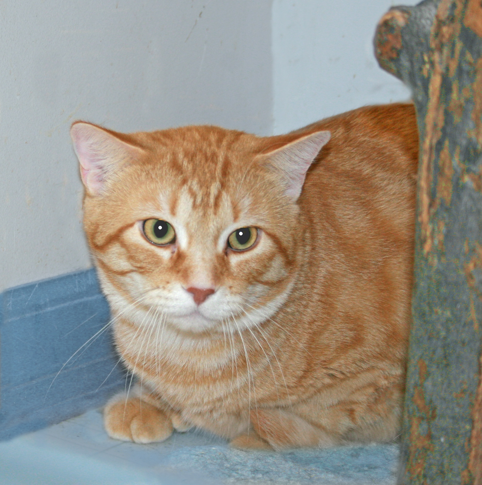 Enlarge Sunshine, an adoptable Tabby in Victoria, MN image 3/3