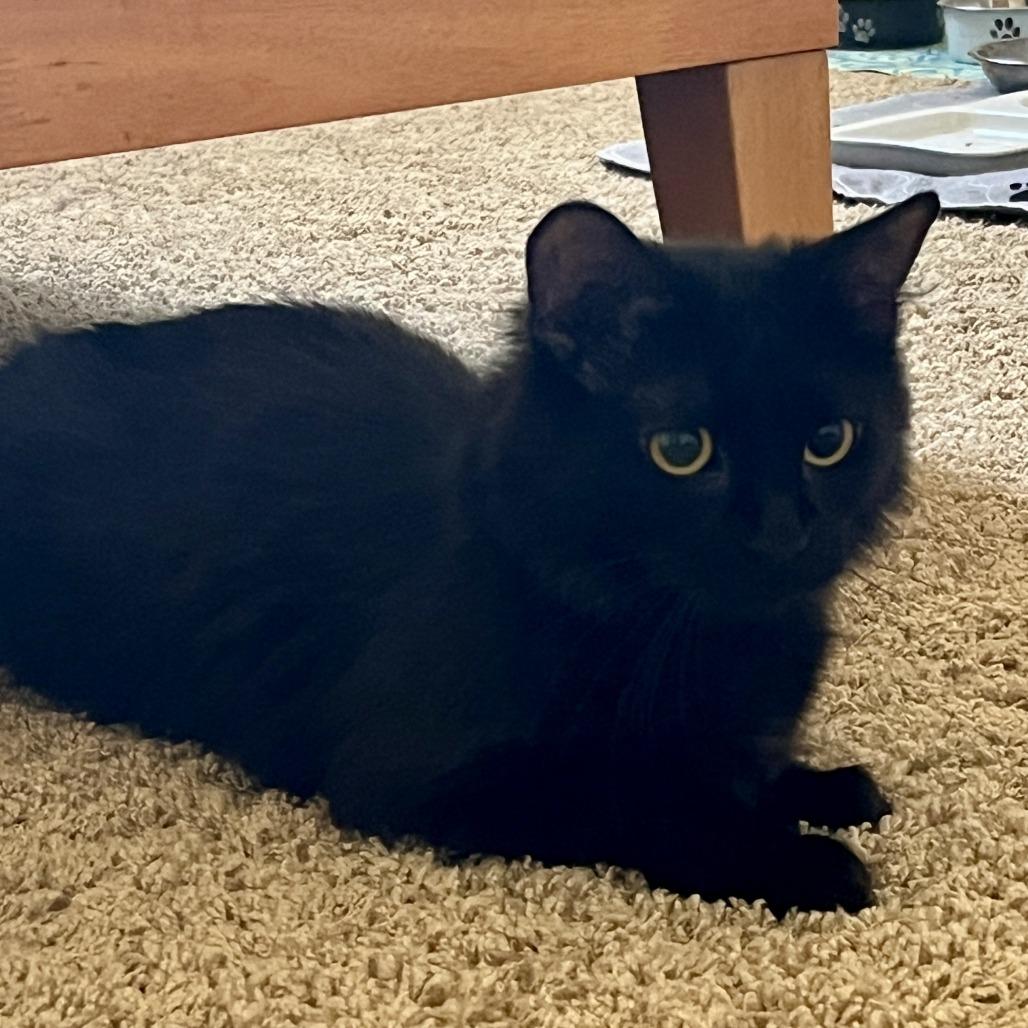 Kiki, Adoptable, Adult Female Domestic Medium Hair.