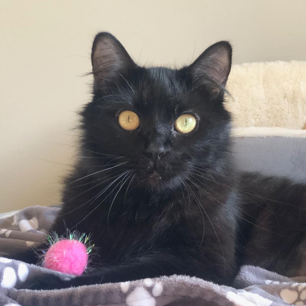 Kiki, Adoptable, Adult Female Domestic Medium Hair.