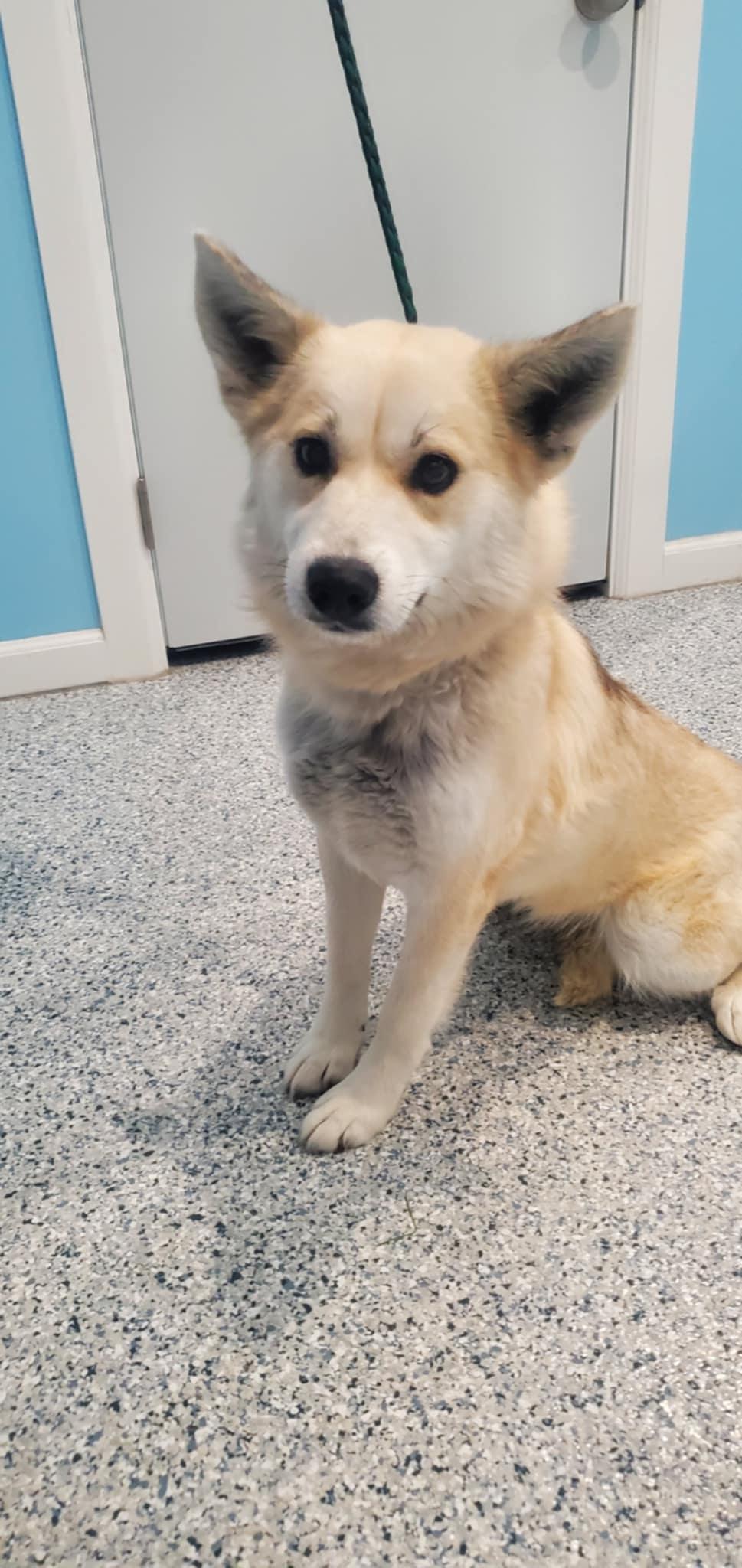 Tundra, a ADOPTABLE mixed breed in Hutchinson, MN image 4/6