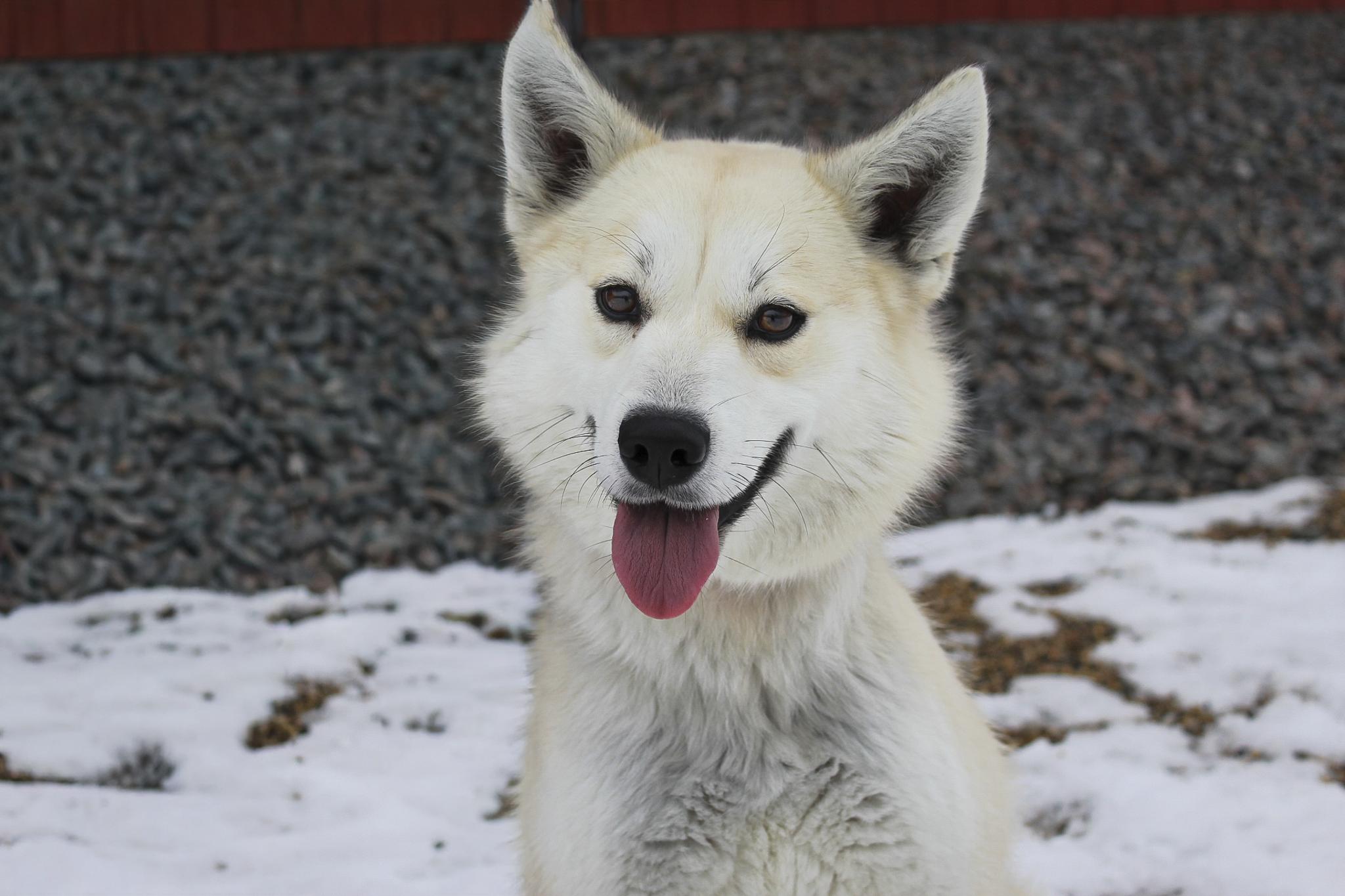 Tundra, adoptable, Young Female Husky.