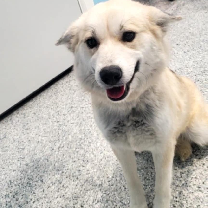 Tundra, a ADOPTABLE mixed breed in Hutchinson, MN image 2/6