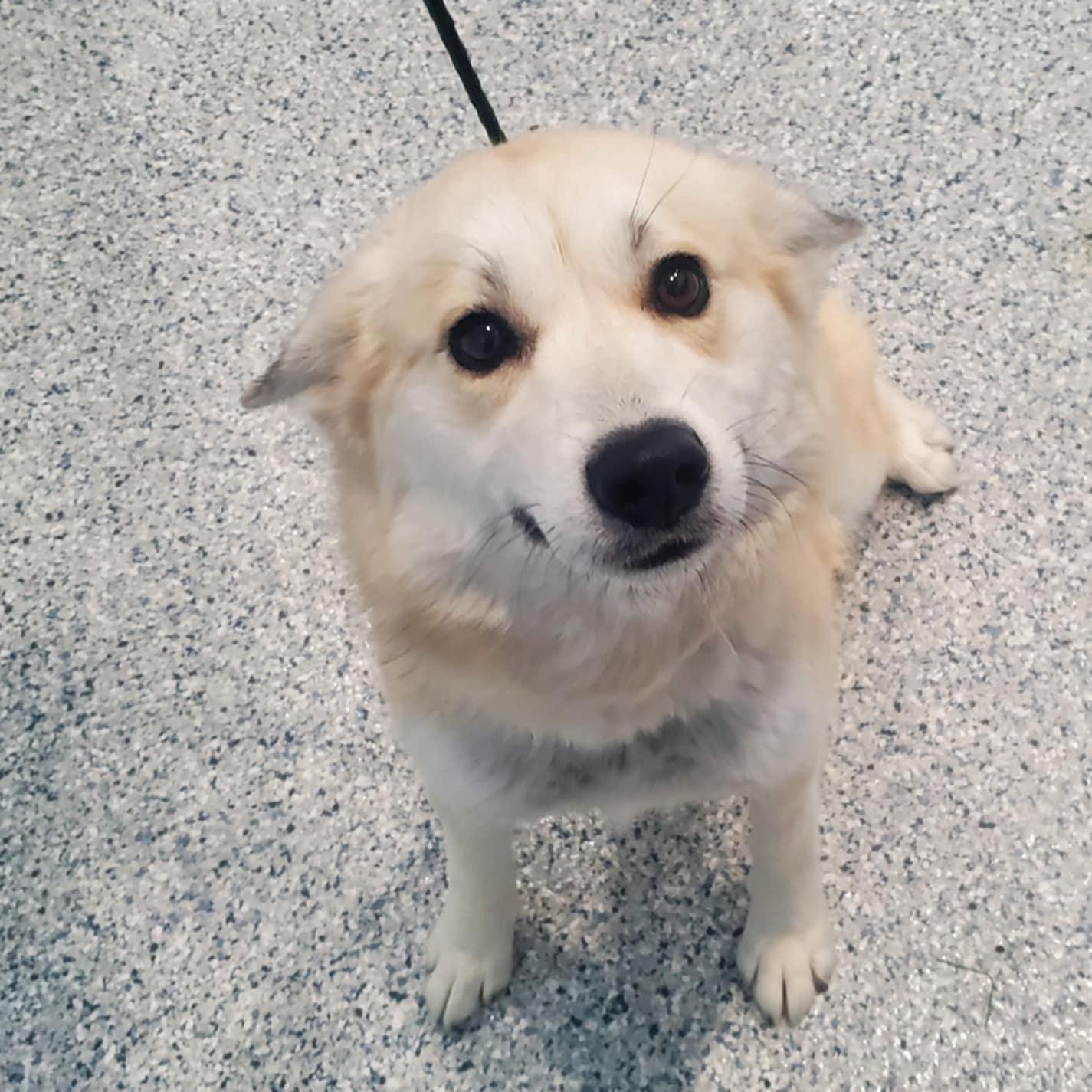 Tundra, ADOPTABLE, Young Female Husky.