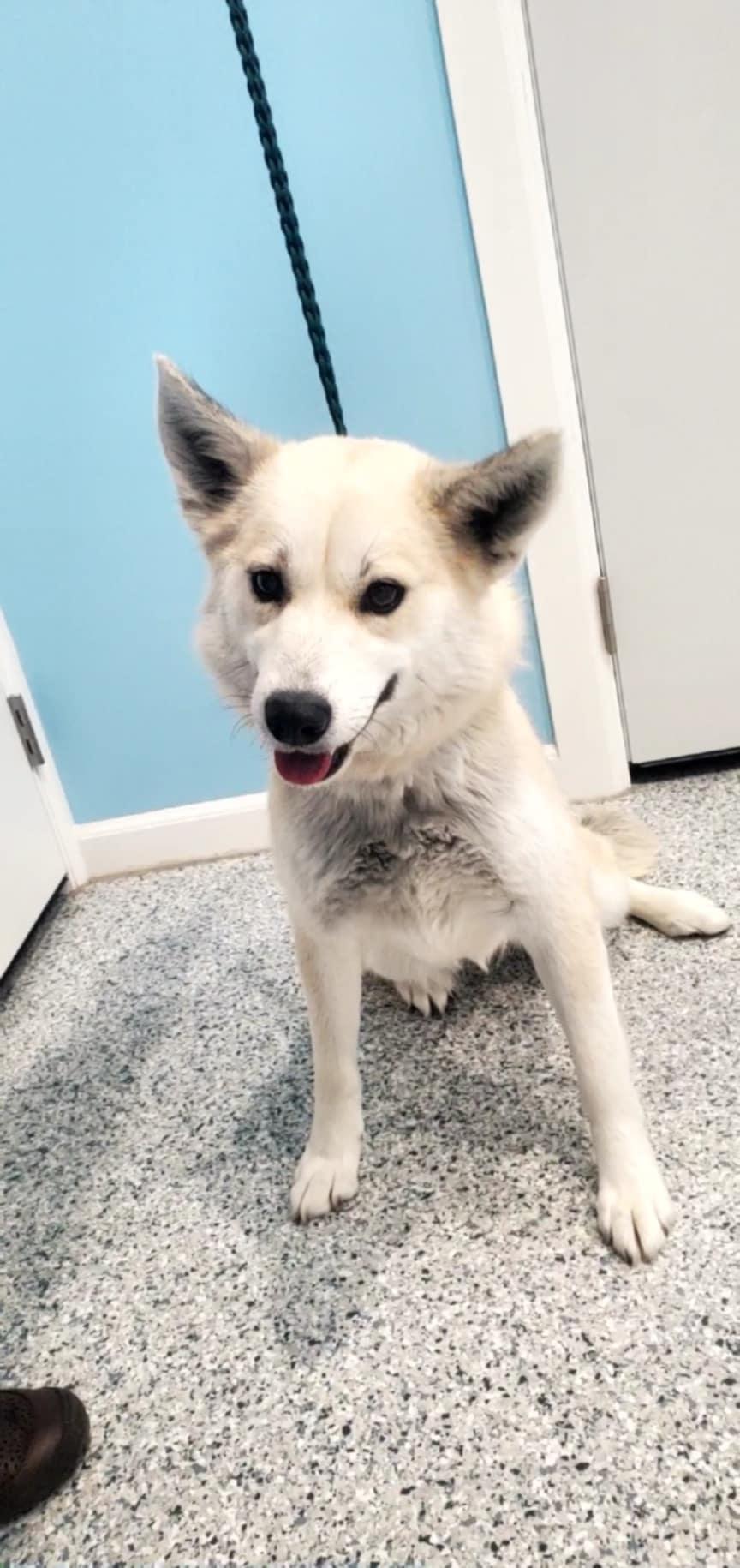 Tundra, a ADOPTABLE mixed breed in Hutchinson, MN image 6/6