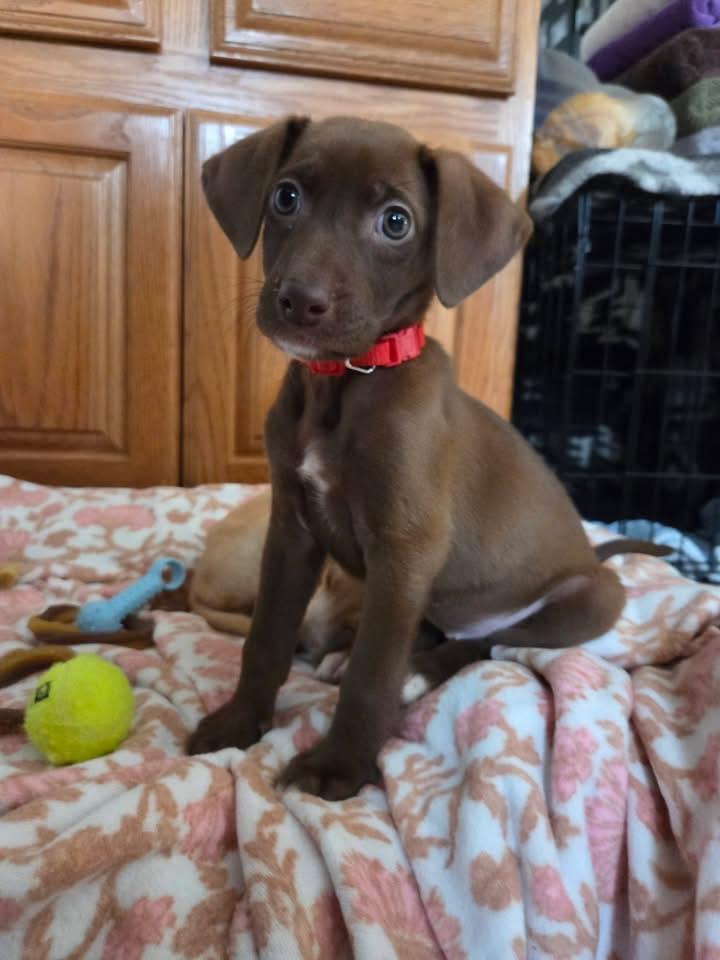 Enlarge Calamint the Lab Mix Puppy, a Adoptable mixed breed in Muskego, WI image 2/6