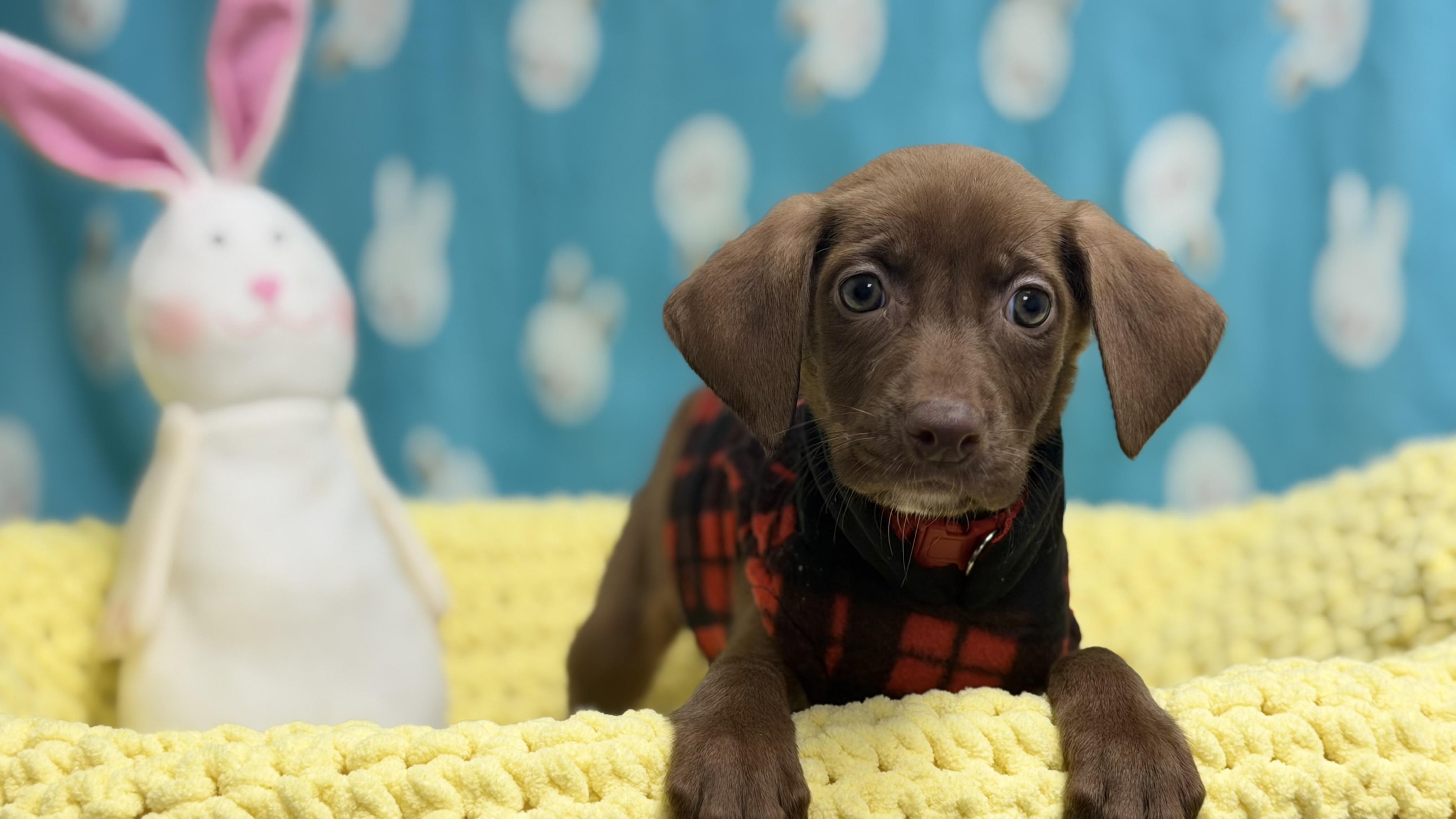 Enlarge Calamint the Lab Mix Puppy, a Adoptable mixed breed in Muskego, WI image 3/6