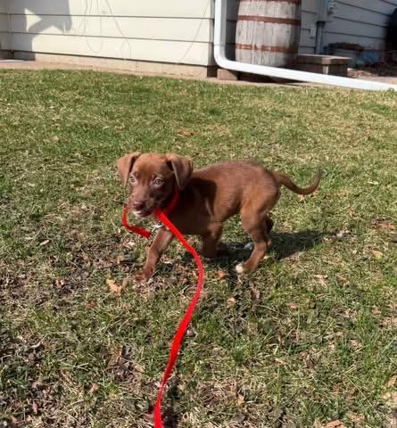 Enlarge Calamint the Lab Mix Puppy, a Adoptable mixed breed in Muskego, WI image 5/6