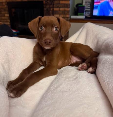 Enlarge Calamint the Lab Mix Puppy, a Adoptable mixed breed in Muskego, WI image 6/6