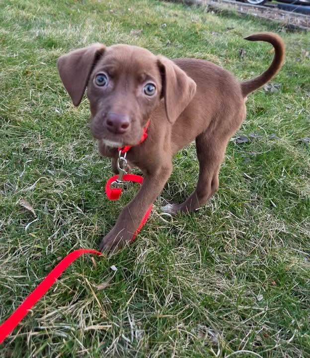 Enlarge Calamint the Lab Mix Puppy, a Adoptable mixed breed in Muskego, WI image 1/6
