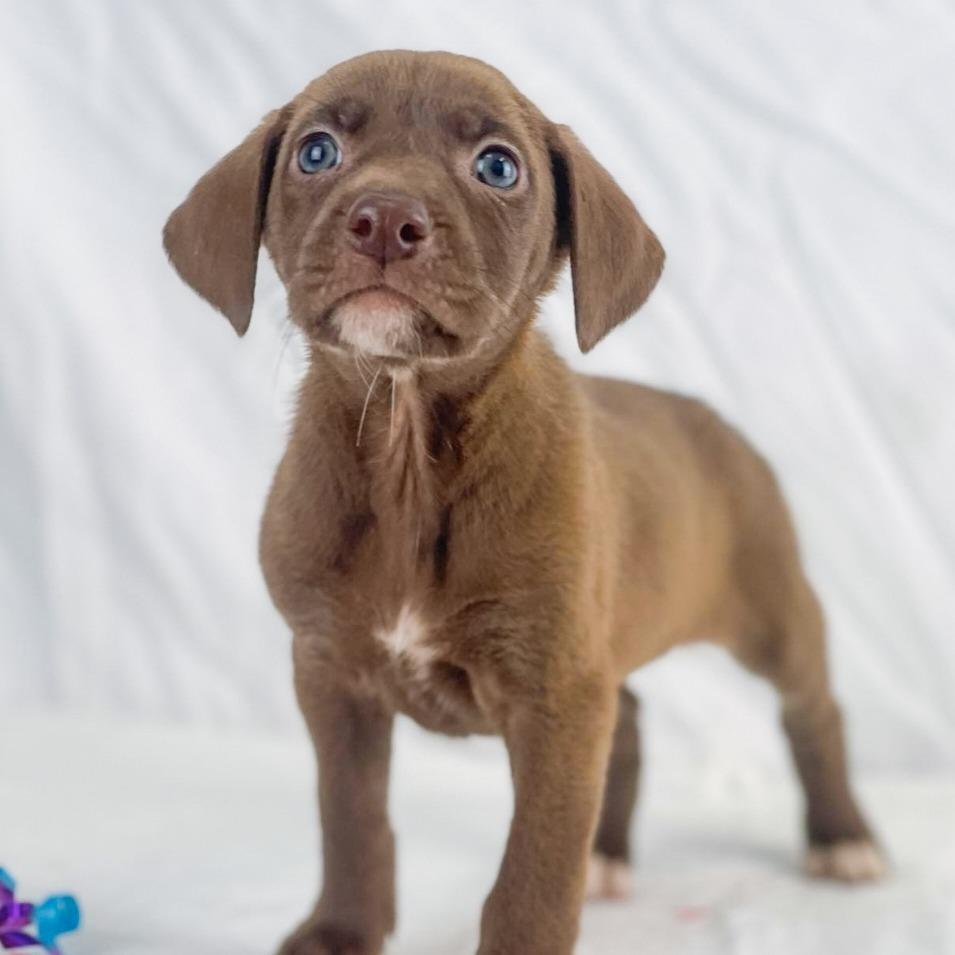 Enlarge Calamint the Lab Mix Puppy, a Adoptable mixed breed in Muskego, WI image 4/6