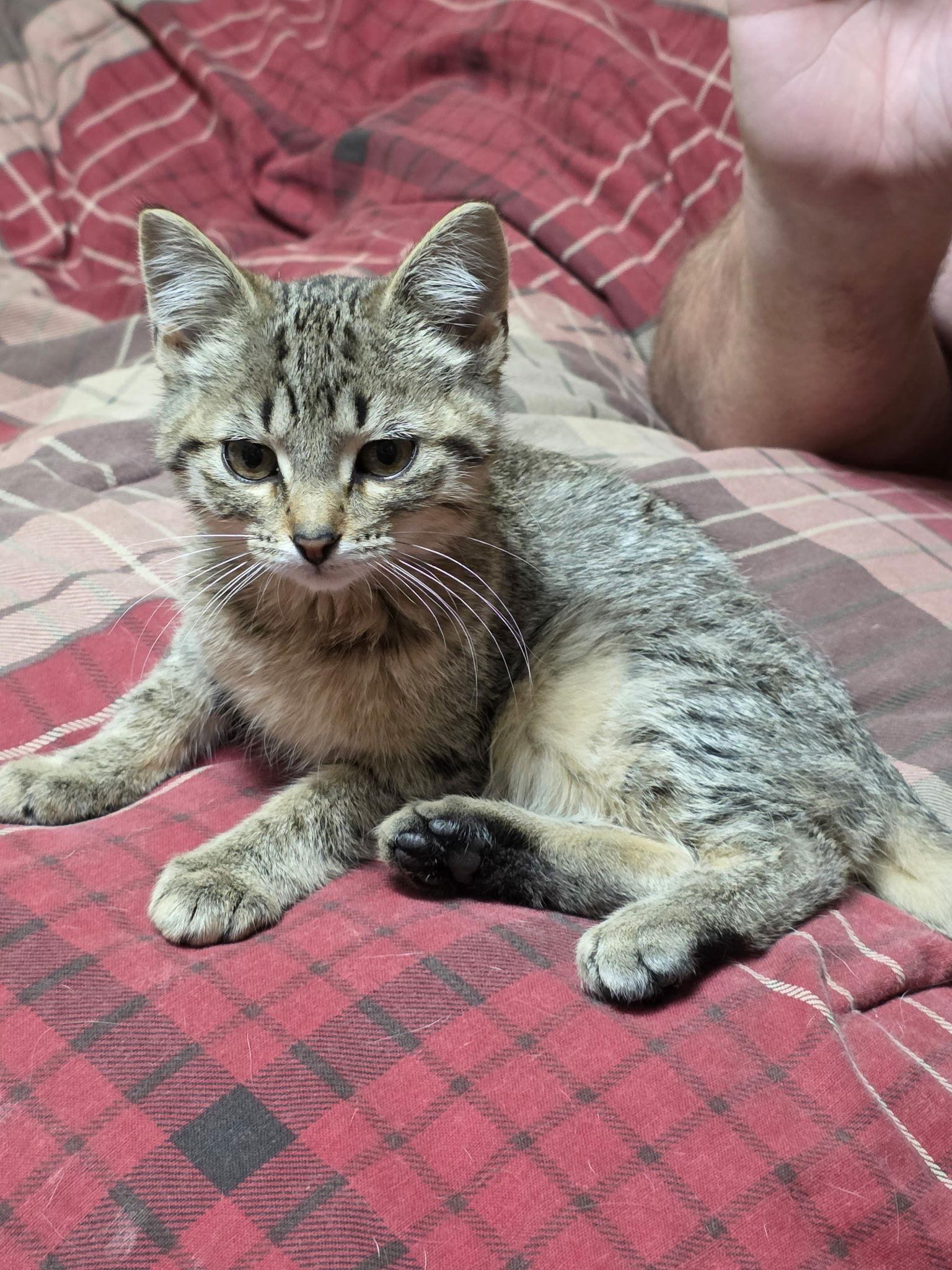 Chia, a Adopted mixed breed in Zimmerman, MN image 1/2