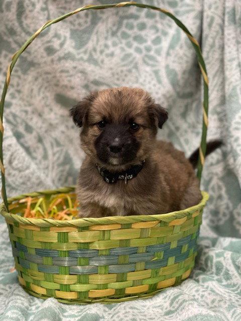 McSteamy, Adoptable, Puppy Female Terrier & Labrador Retriever.