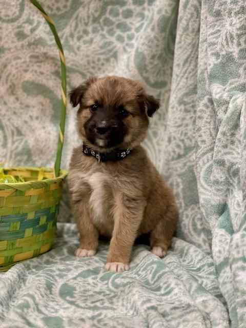 McSteamy, a Adoptable mixed breed in Duluth, MN image 2/3