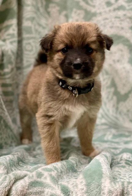 McSteamy, a Adoptable mixed breed in Duluth, MN image 3/3