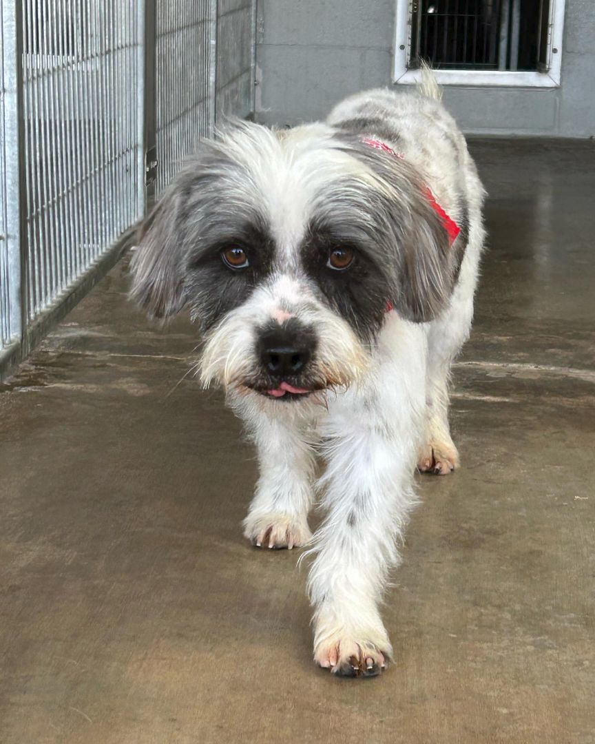 Grimaldy, a Adoptable Terrier in El Paso, TX image 5/6