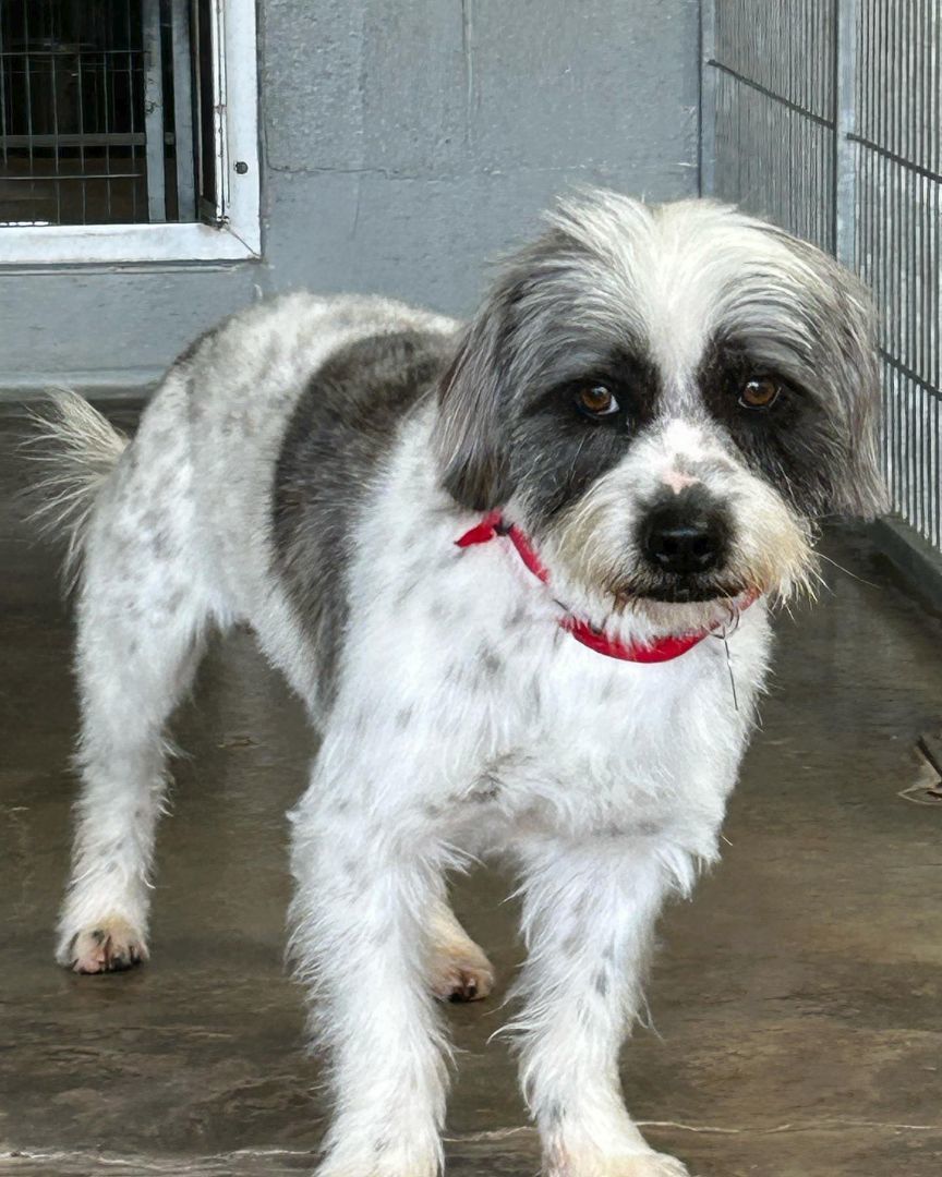Grimaldy, a Adoptable Terrier in El Paso, TX image 6/6