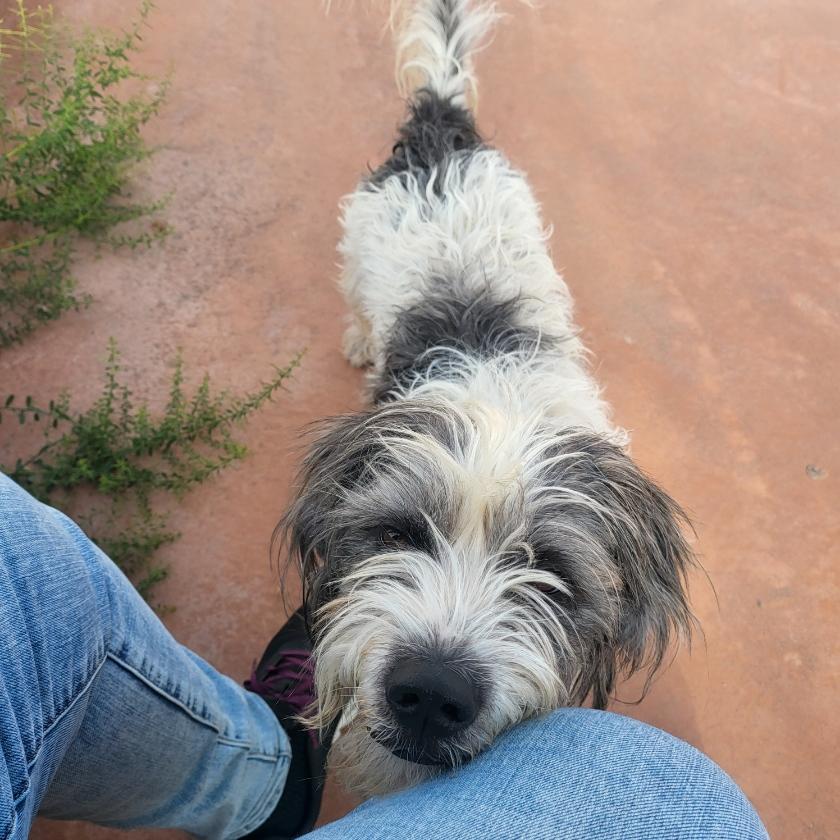 Grimaldy, a Adoptable Terrier in El Paso, TX image 1/6
