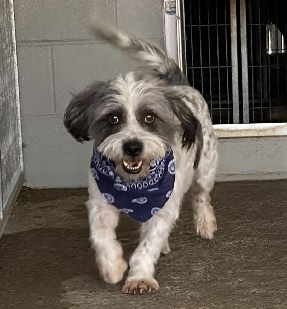Grimaldy, a Adoptable Terrier in El Paso, TX image 4/6