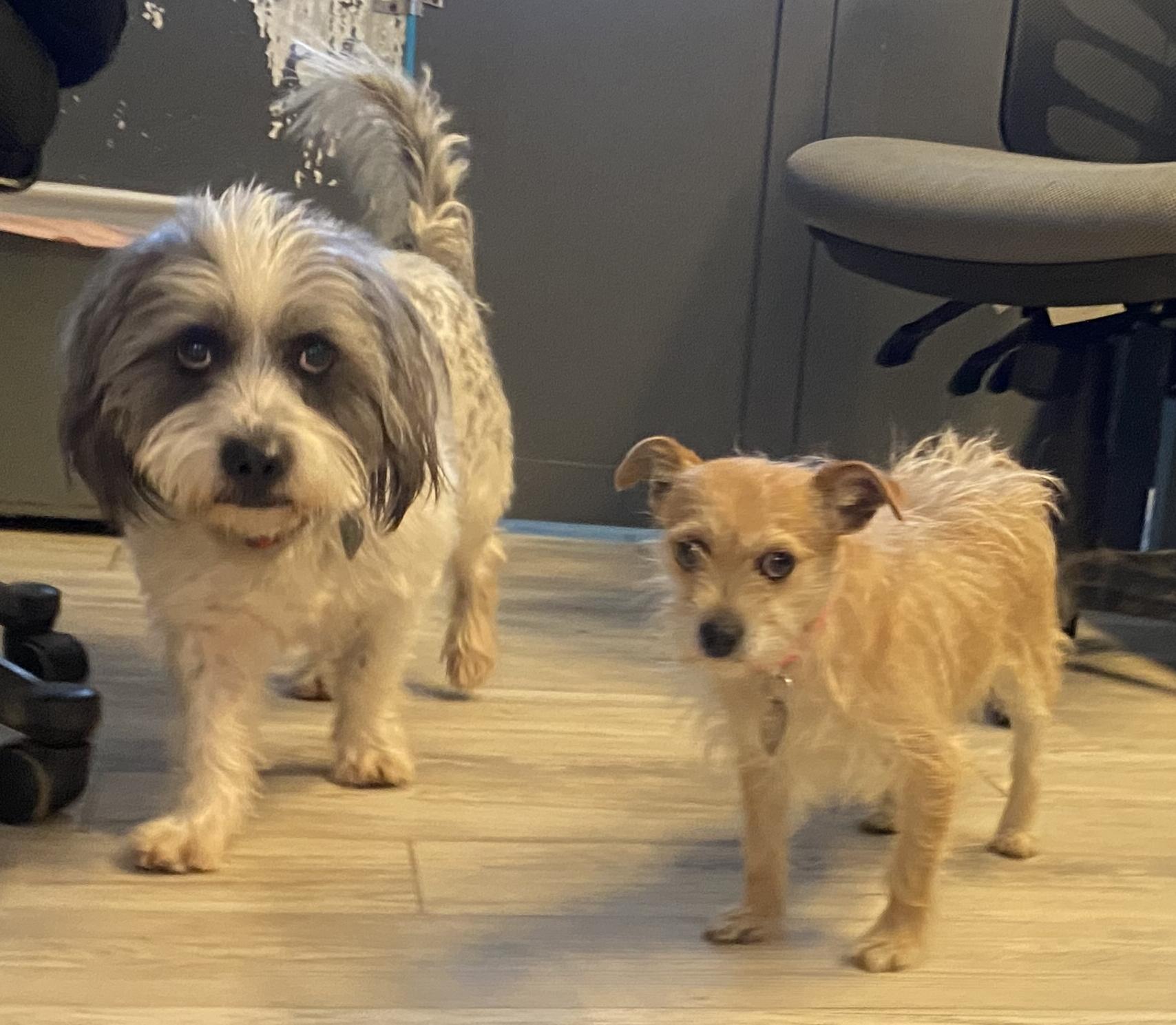 Grimaldy, a Adoptable Terrier in El Paso, TX image 3/6