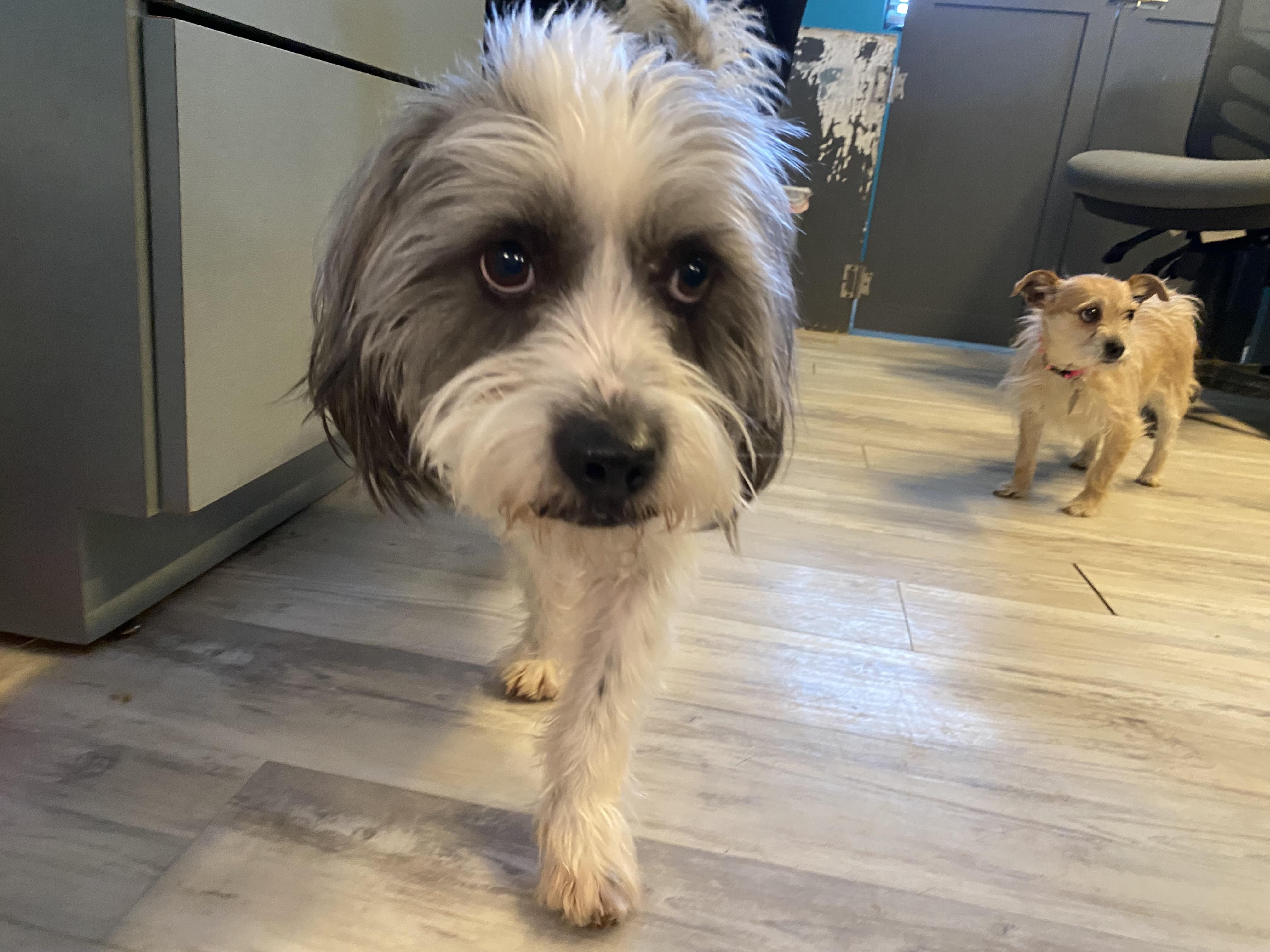 Grimaldy, a Adoptable Terrier in El Paso, TX image 2/6