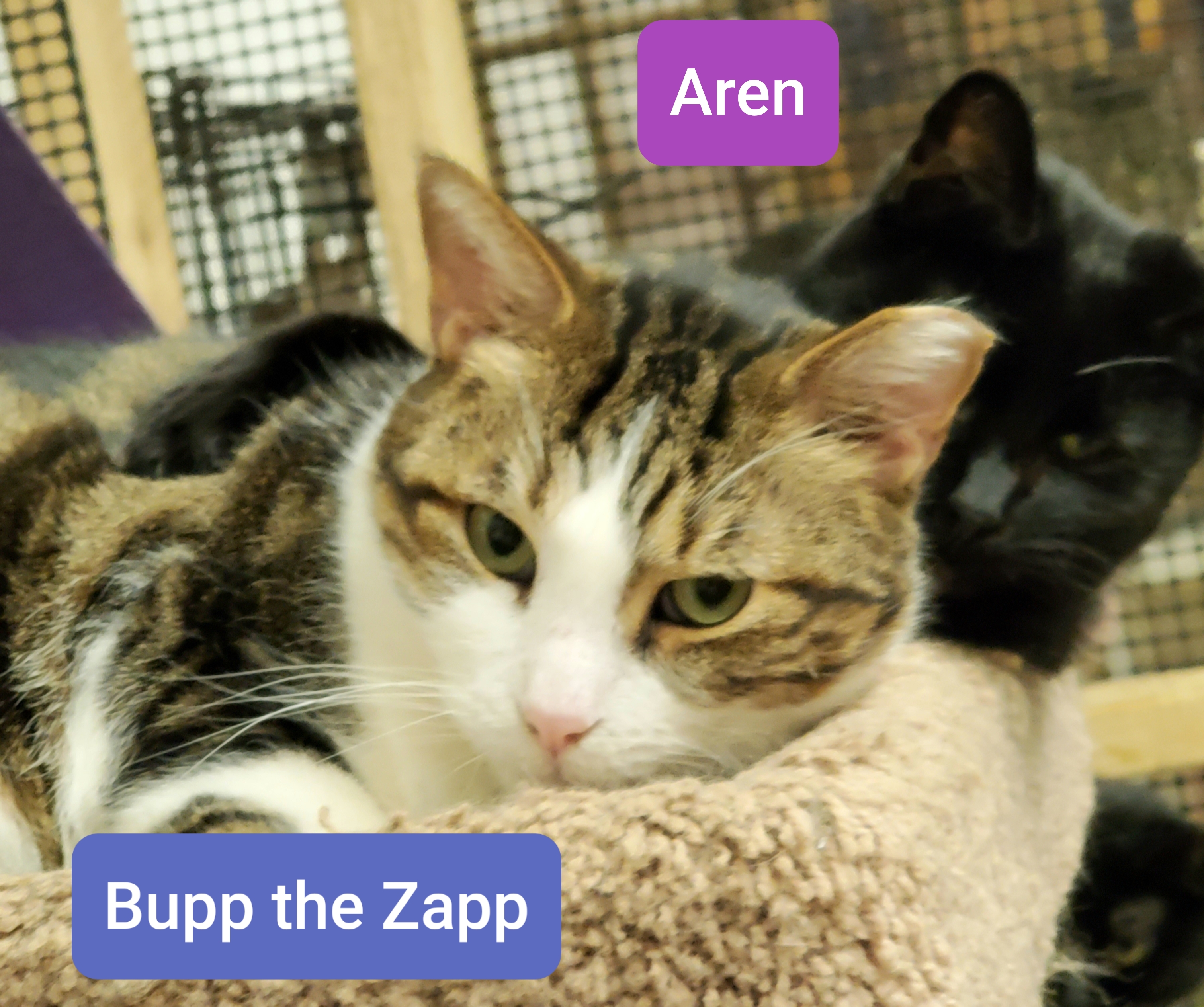 Bupp The Zapp