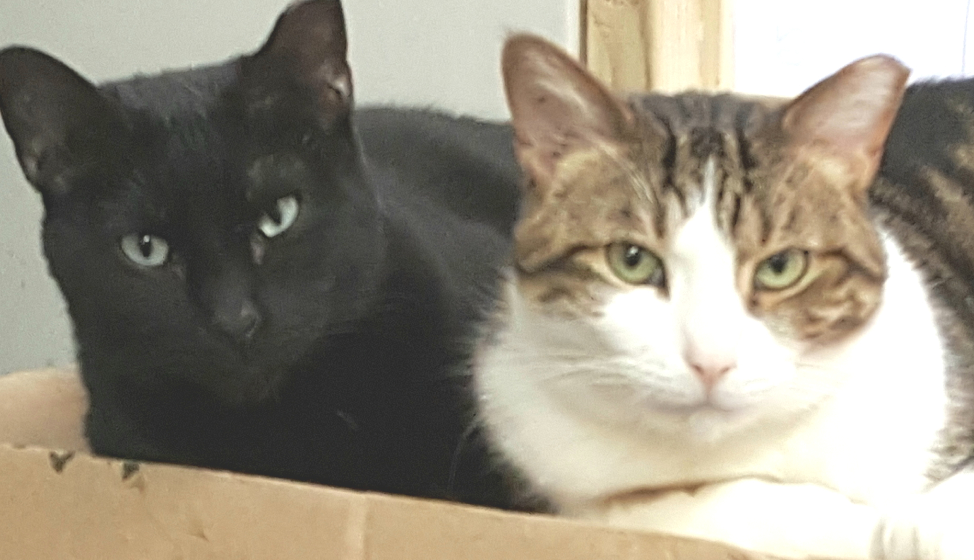 Bupp The Zapp thumbnail 3