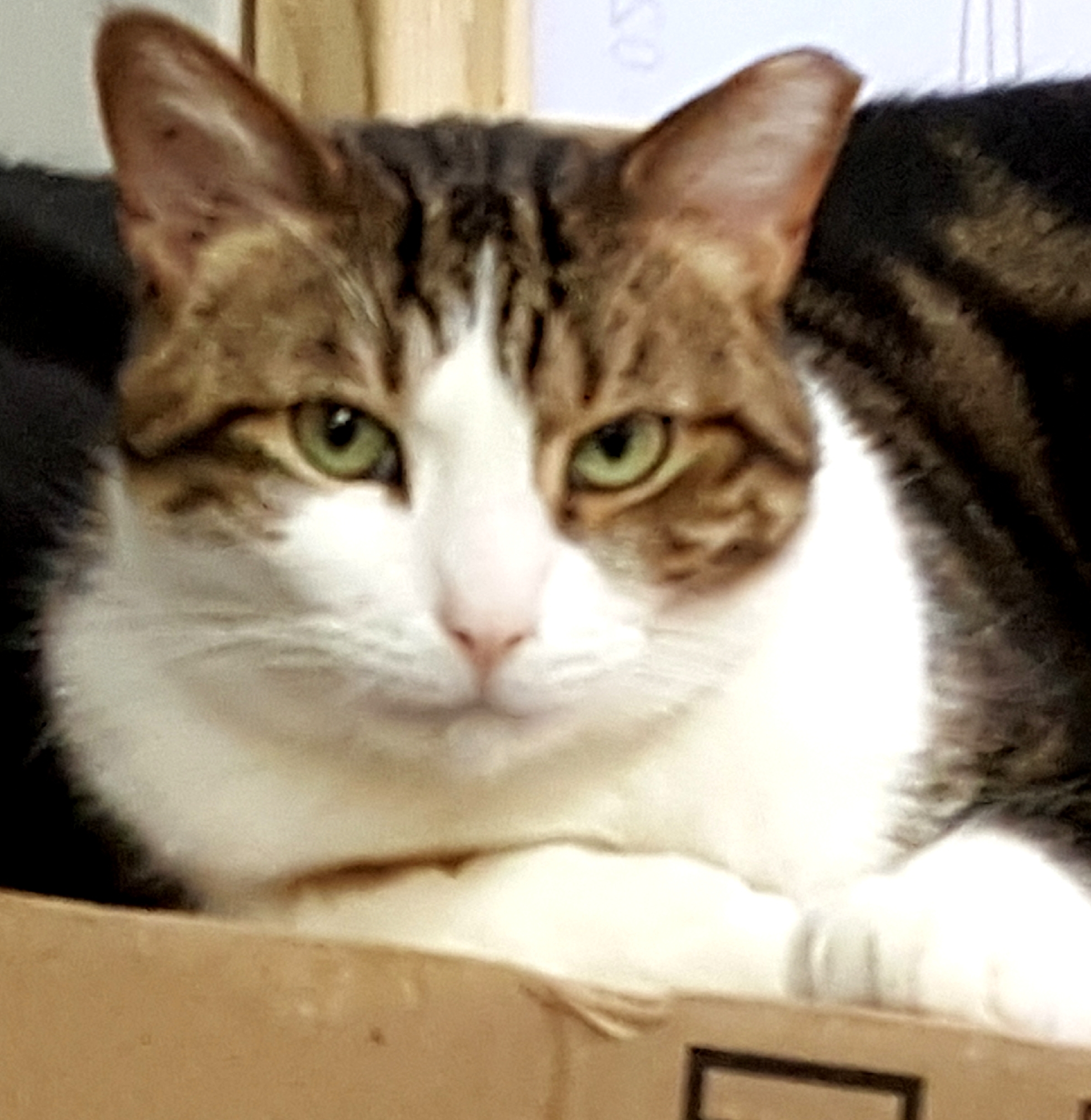 Bupp The Zapp thumbnail 4