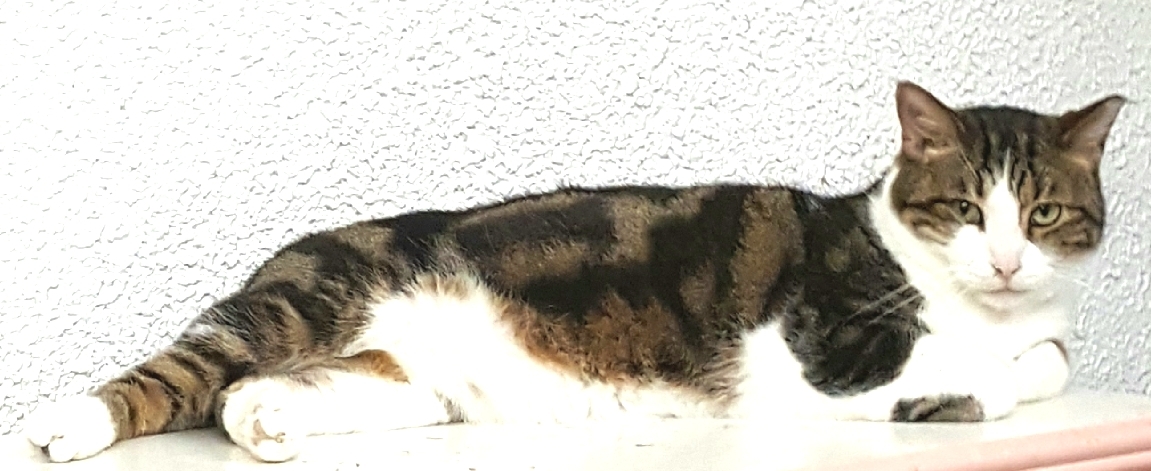 Bupp The Zapp thumbnail 5