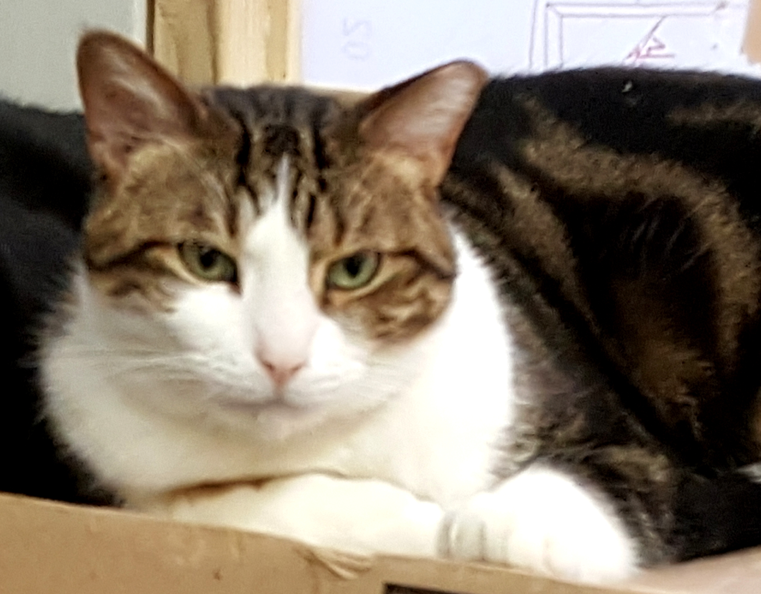 Bupp The Zapp thumbnail 6