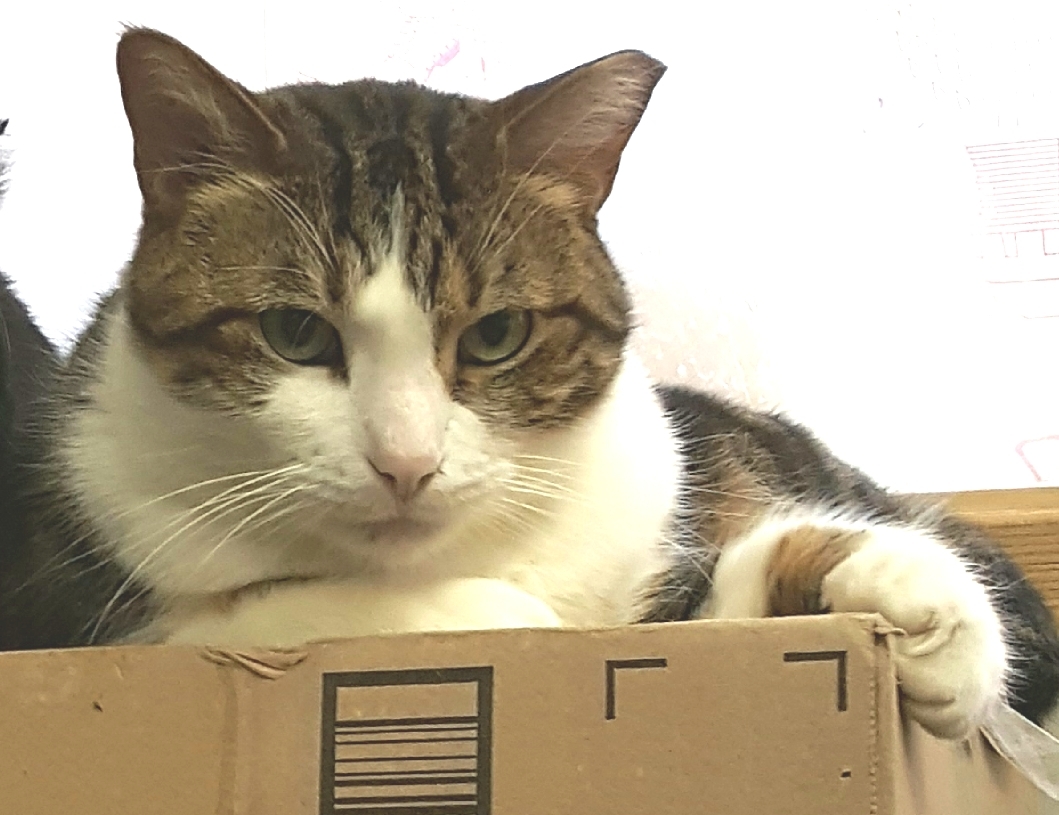 Bupp The Zapp thumbnail 7