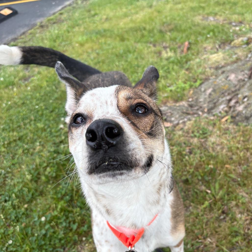 Ace, Adoptable, Adult Male Cattle Dog.