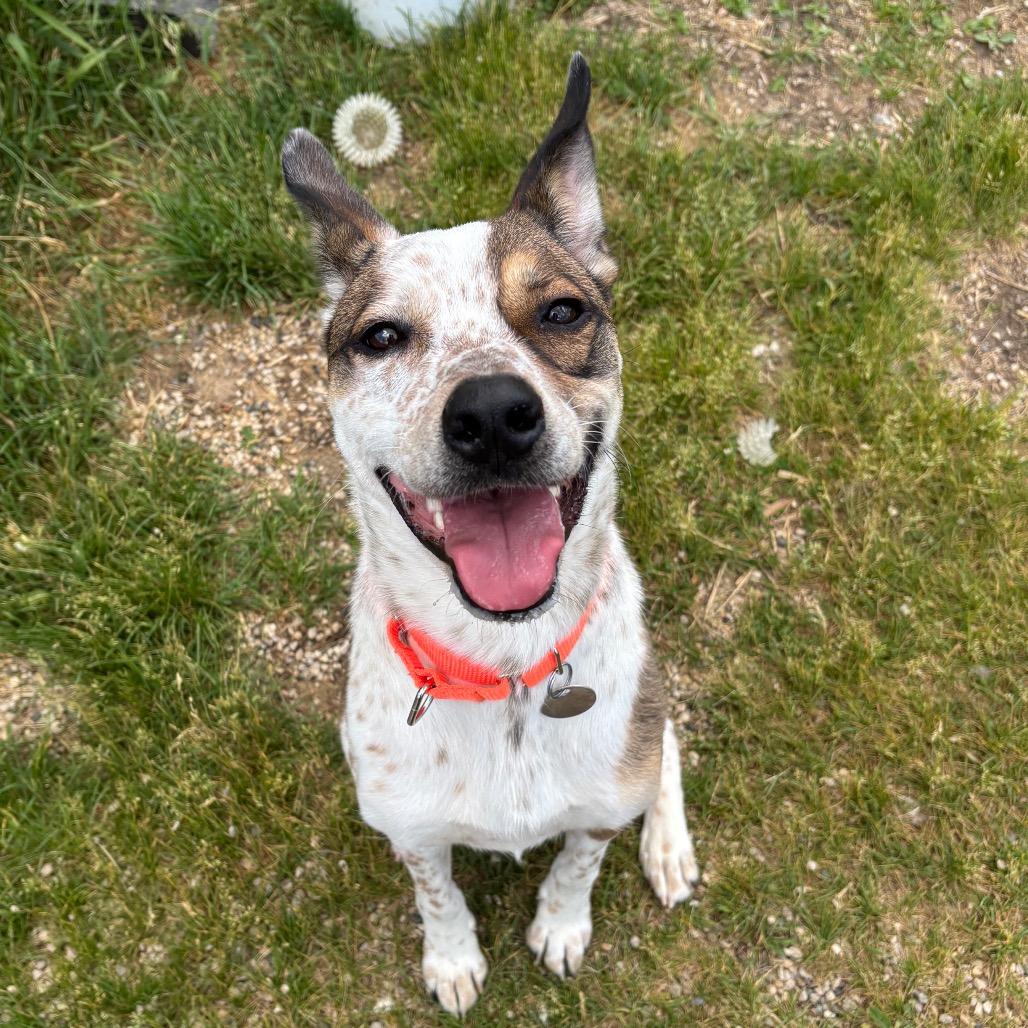 Enlarge Ace, a Adoptable Cattle Dog in Brookfield, WI image 2/6