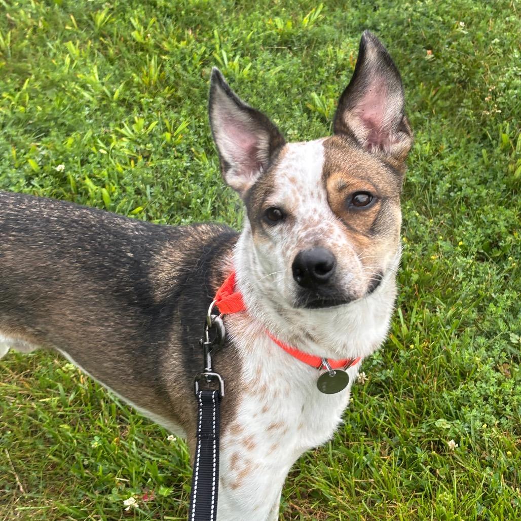 Enlarge Ace, a Adoptable Cattle Dog in Brookfield, WI image 3/6