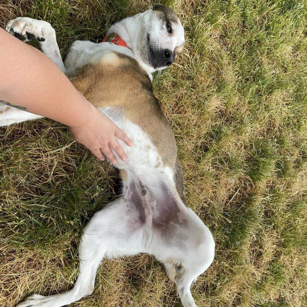 Enlarge Ace, a Adoptable Cattle Dog in Brookfield, WI image 4/6