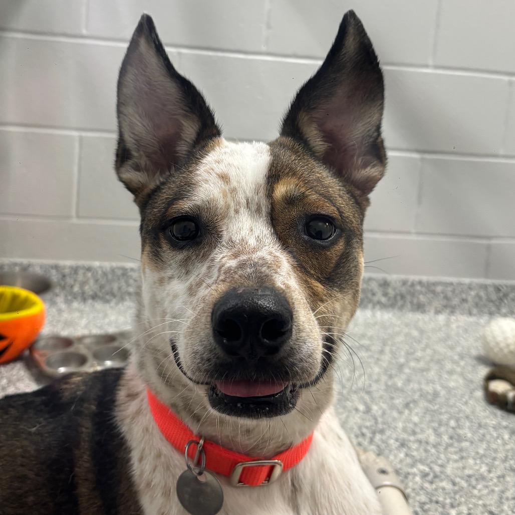 Enlarge Ace, a Adoptable Cattle Dog in Brookfield, WI image 5/6