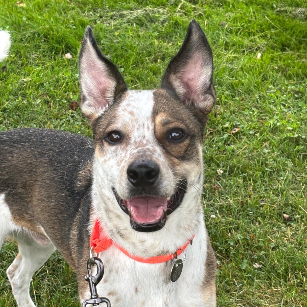 Enlarge Ace, a Adoptable Cattle Dog in Brookfield, WI image 6/6