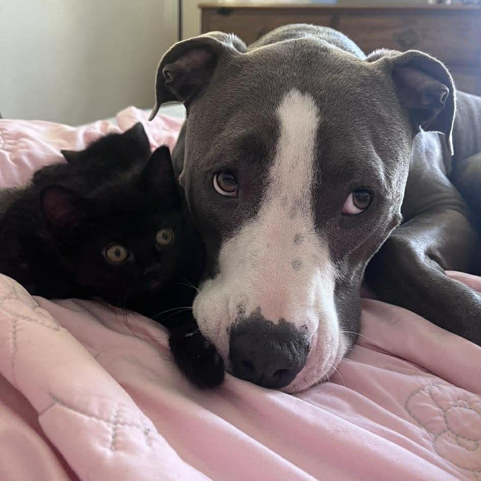 Enlarge Tiramisu, a Adoptable Domestic Short Hair in Jarrettsville, MD image 1/6