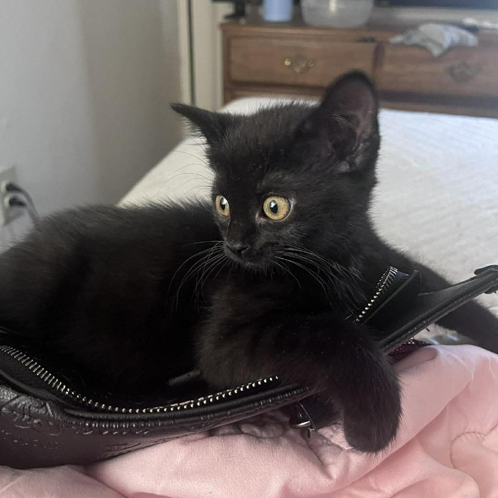 Enlarge Tiramisu, a Adoptable Domestic Short Hair in Jarrettsville, MD image 2/6