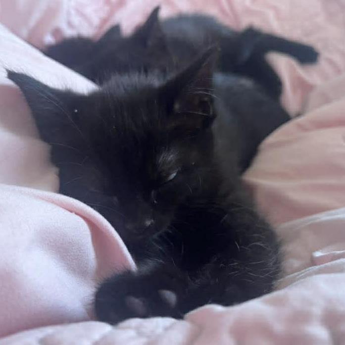 Enlarge Tiramisu, a Adoptable Domestic Short Hair in Jarrettsville, MD image 3/6