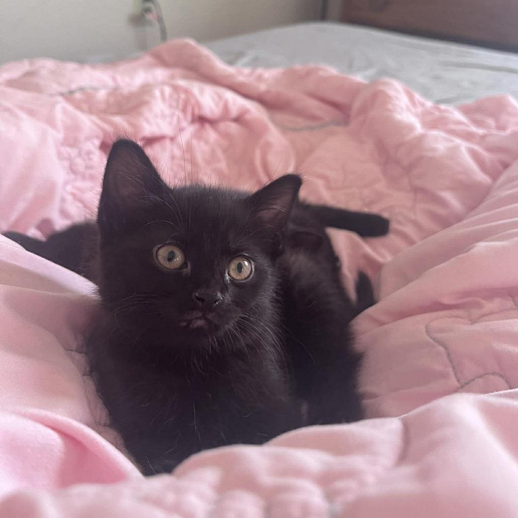 Enlarge Tiramisu, a Adoptable Domestic Short Hair in Jarrettsville, MD image 4/6