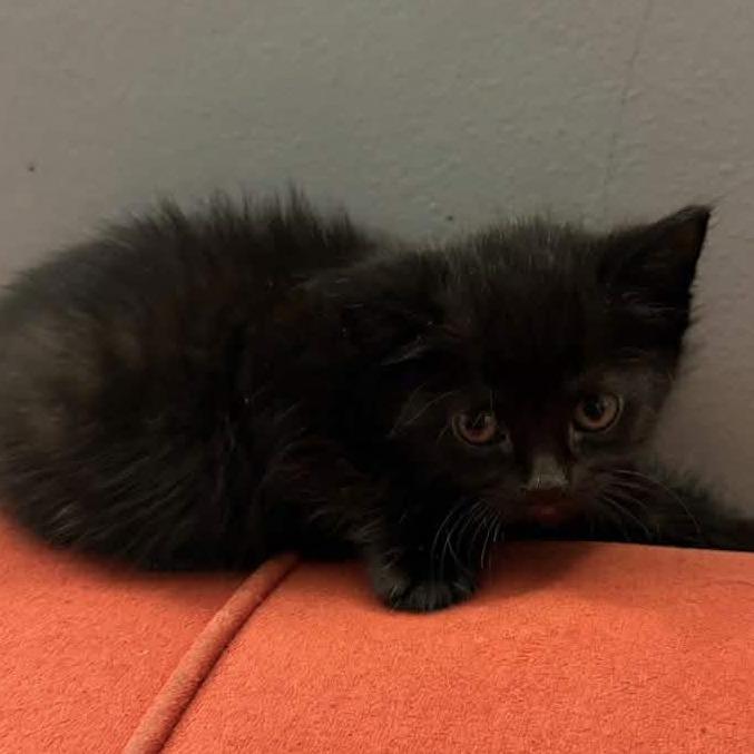 Enlarge Tiramisu, a Adoptable Domestic Short Hair in Jarrettsville, MD image 5/6