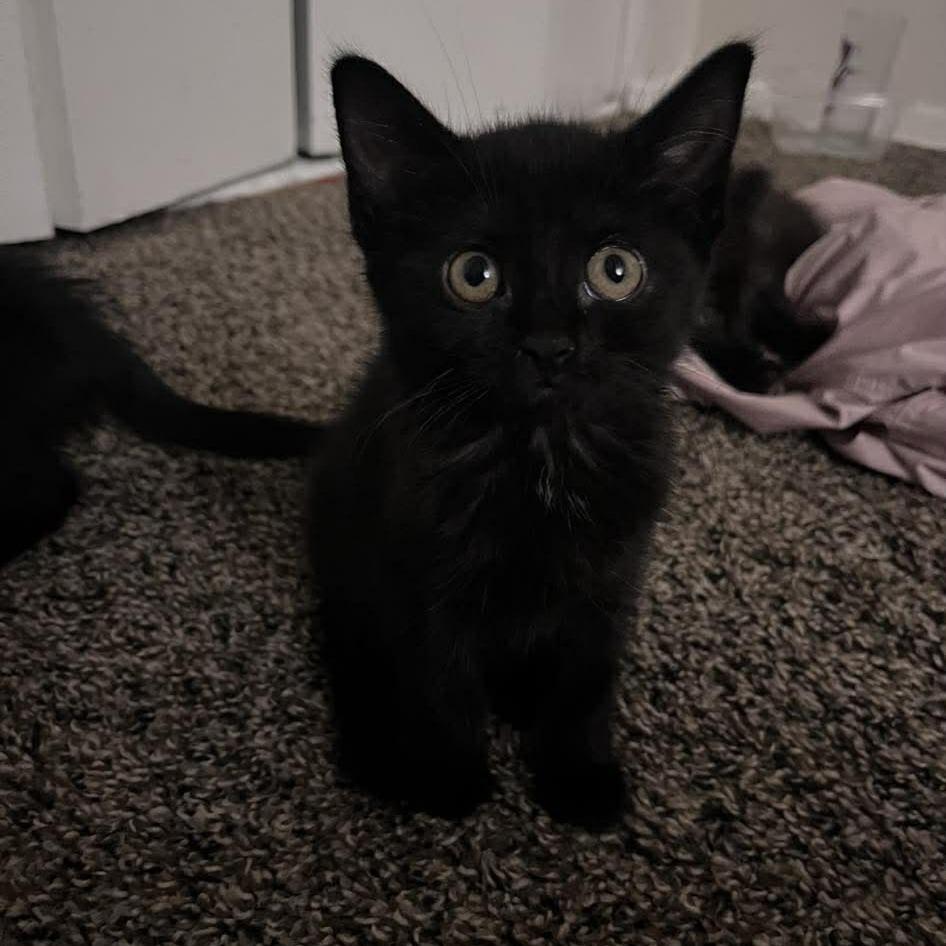 Enlarge Tiramisu, a Adoptable Domestic Short Hair in Jarrettsville, MD image 6/6