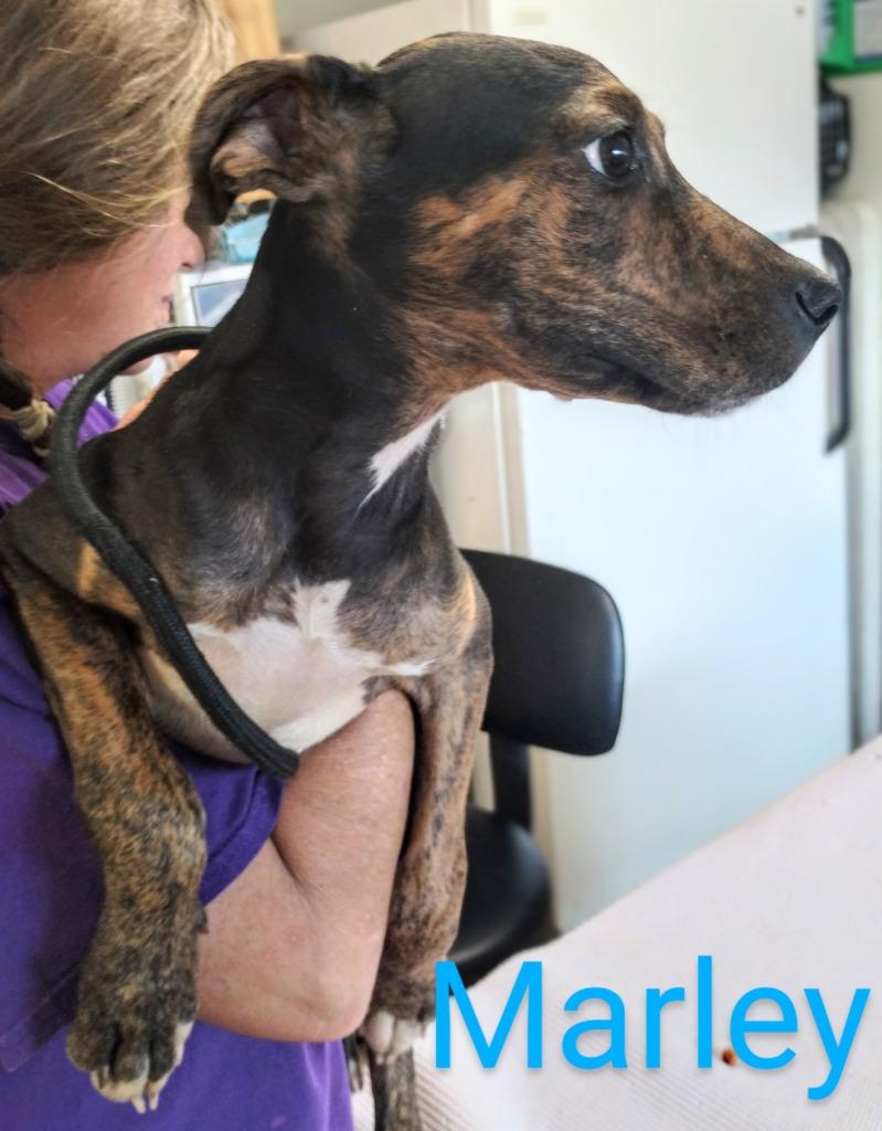 Charlie, Adoptable, Young Male Hound.